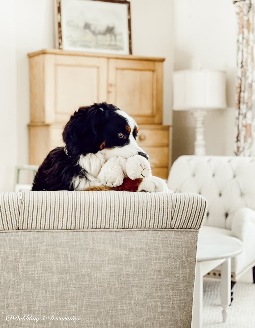 Bernese Mountain Dog on Chair