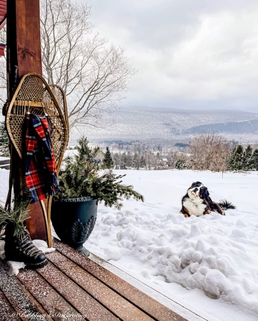 Bernese Mountain Dog