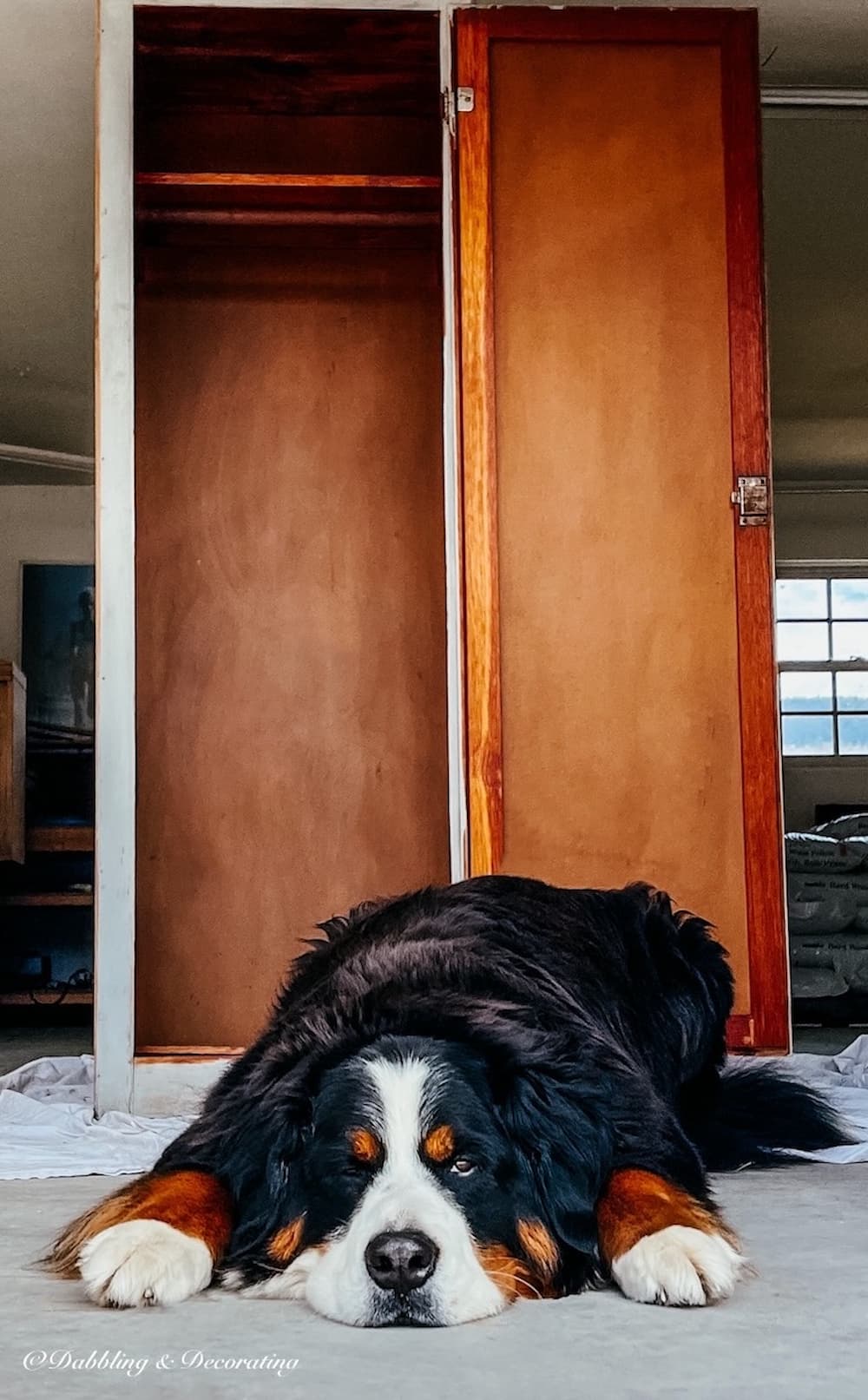 Bernese Mountain Dog in front of stained wardrobe closet interior