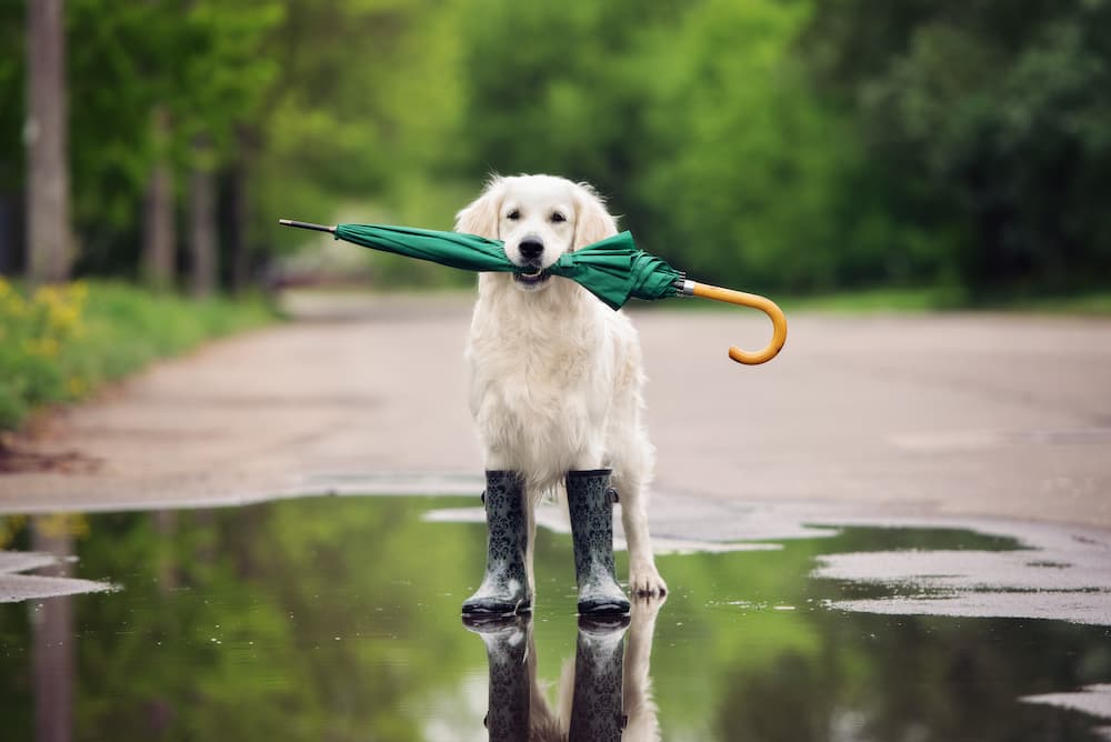 Dog with umbrella