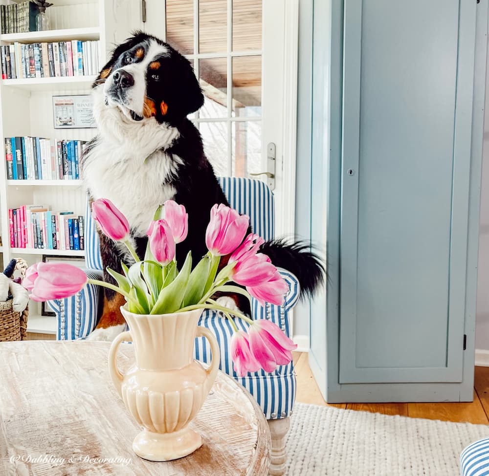 Bernese Mountain Dog in Sunroom with Pink Tulips