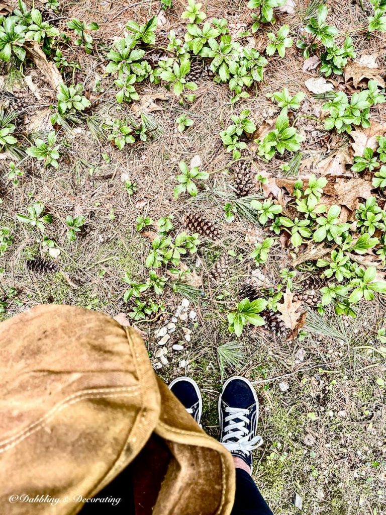 Pinecones on the ground in yard.