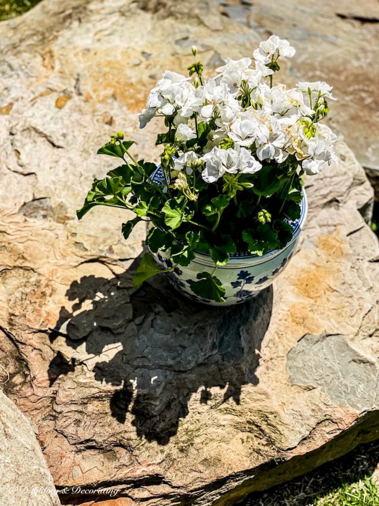white geraniums in a bowl on a stone step