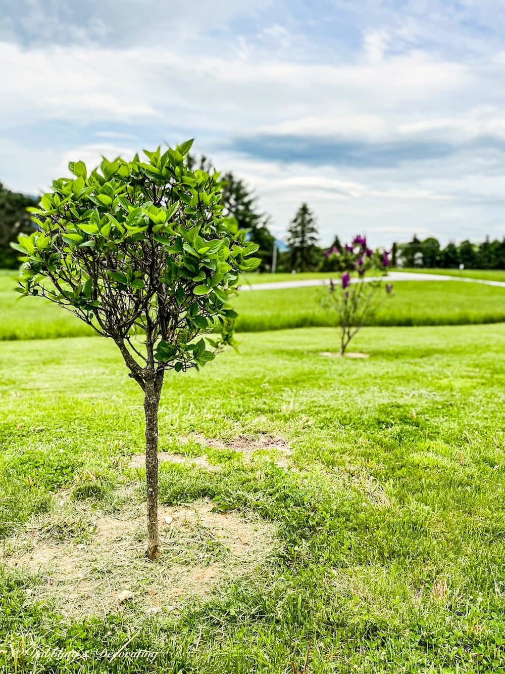 Hydrangea Tree backyard living landscaping.