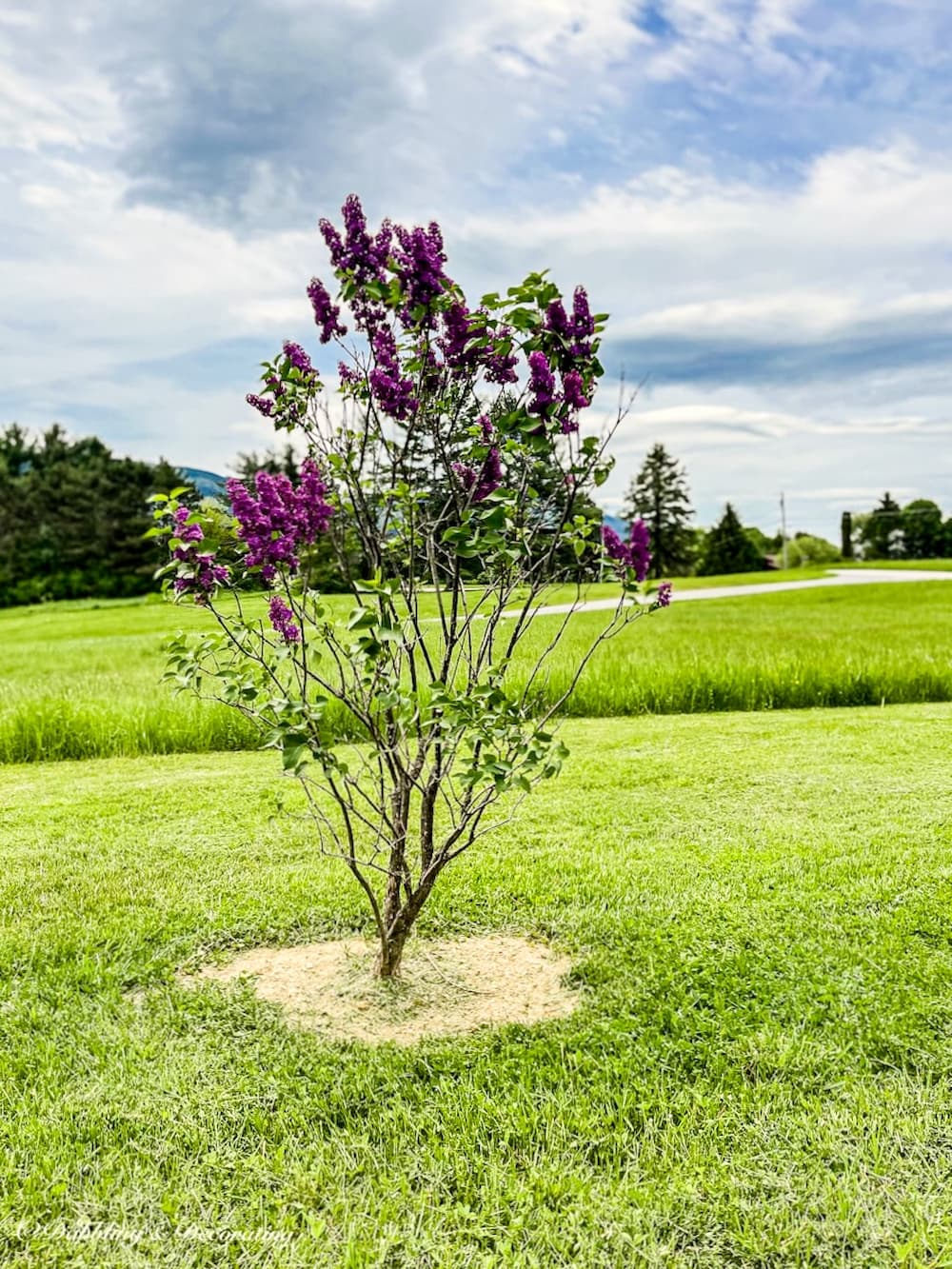 Lilac Tree backyard living landscaping