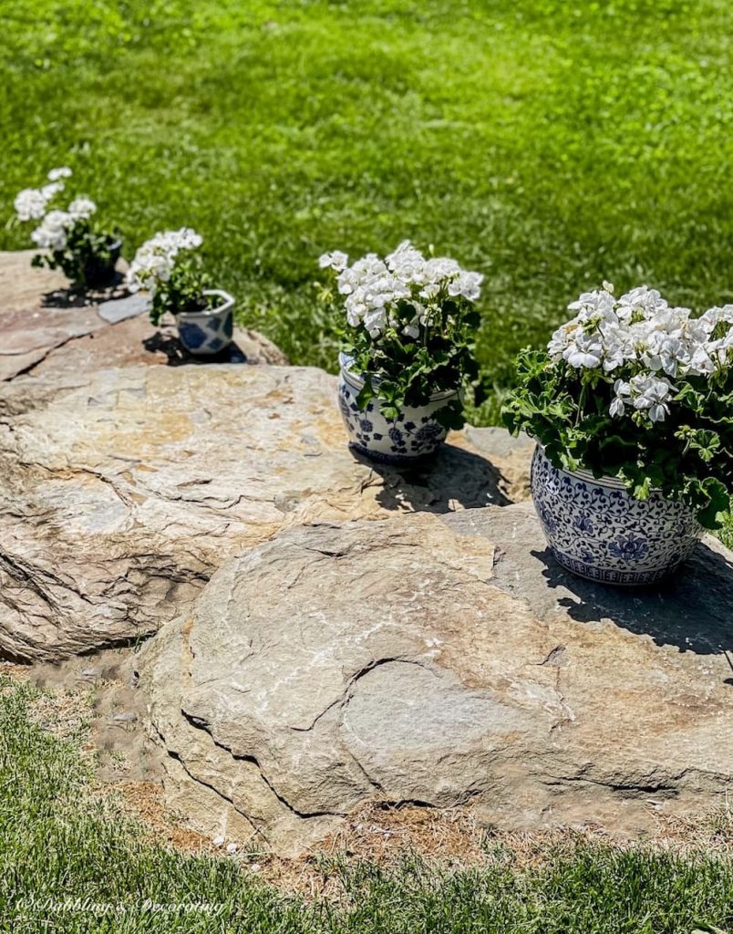 Stone steps with geranium arrangements