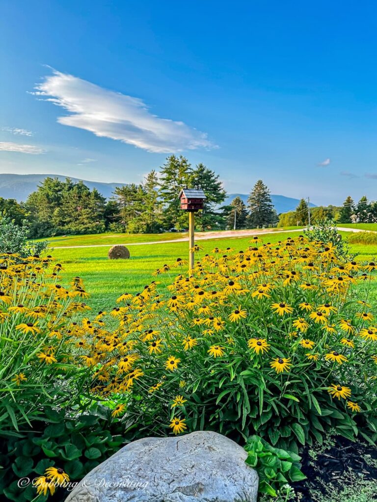 Backyard Living Flower Mound and Birdhouse in the Mountains