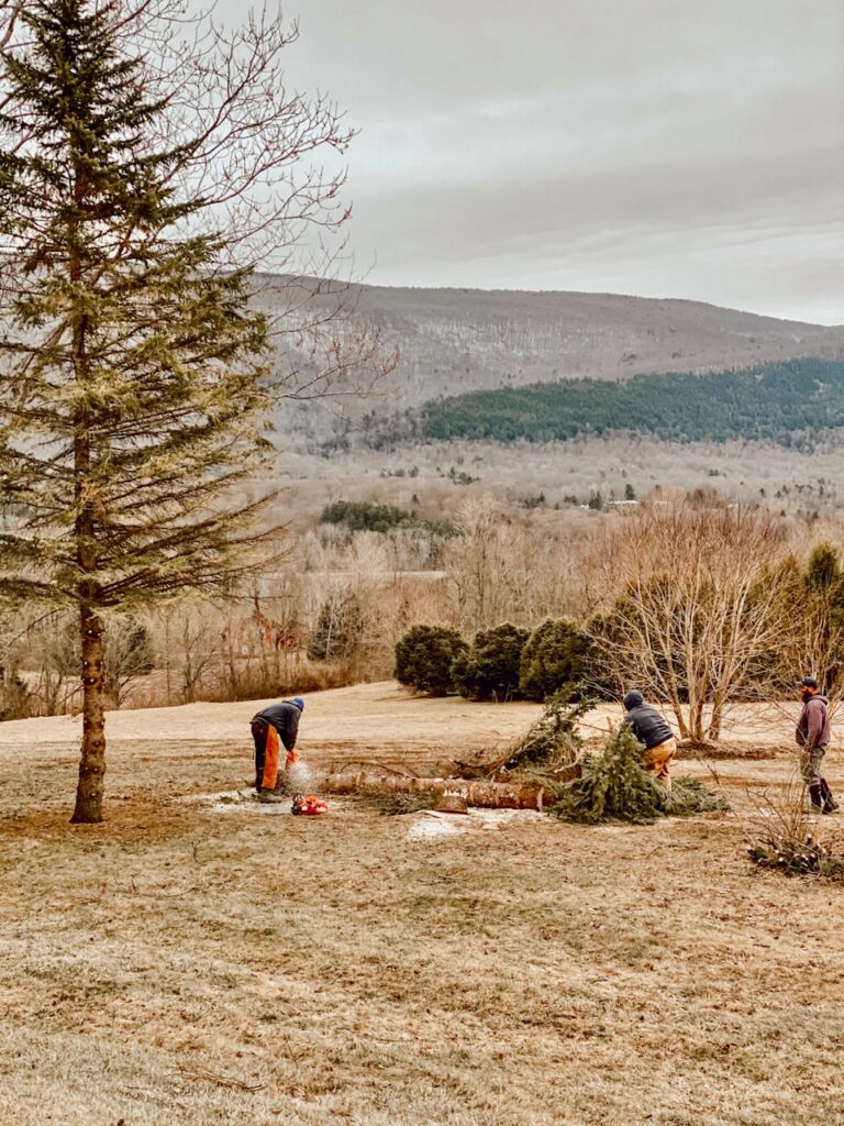 Backyard Living Tree Removal