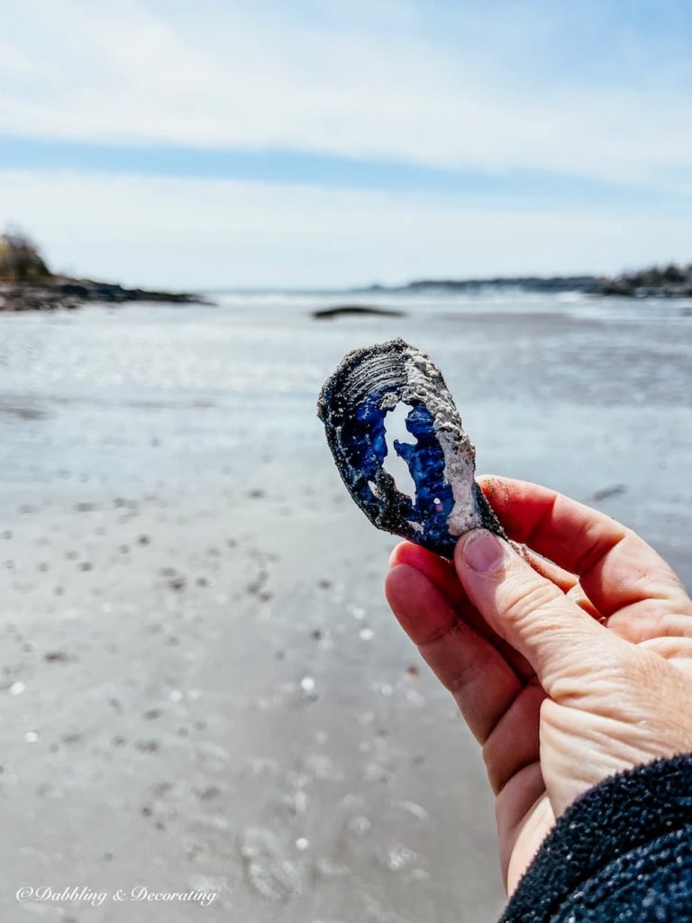 Blue Mussel Shell in hand on beach.