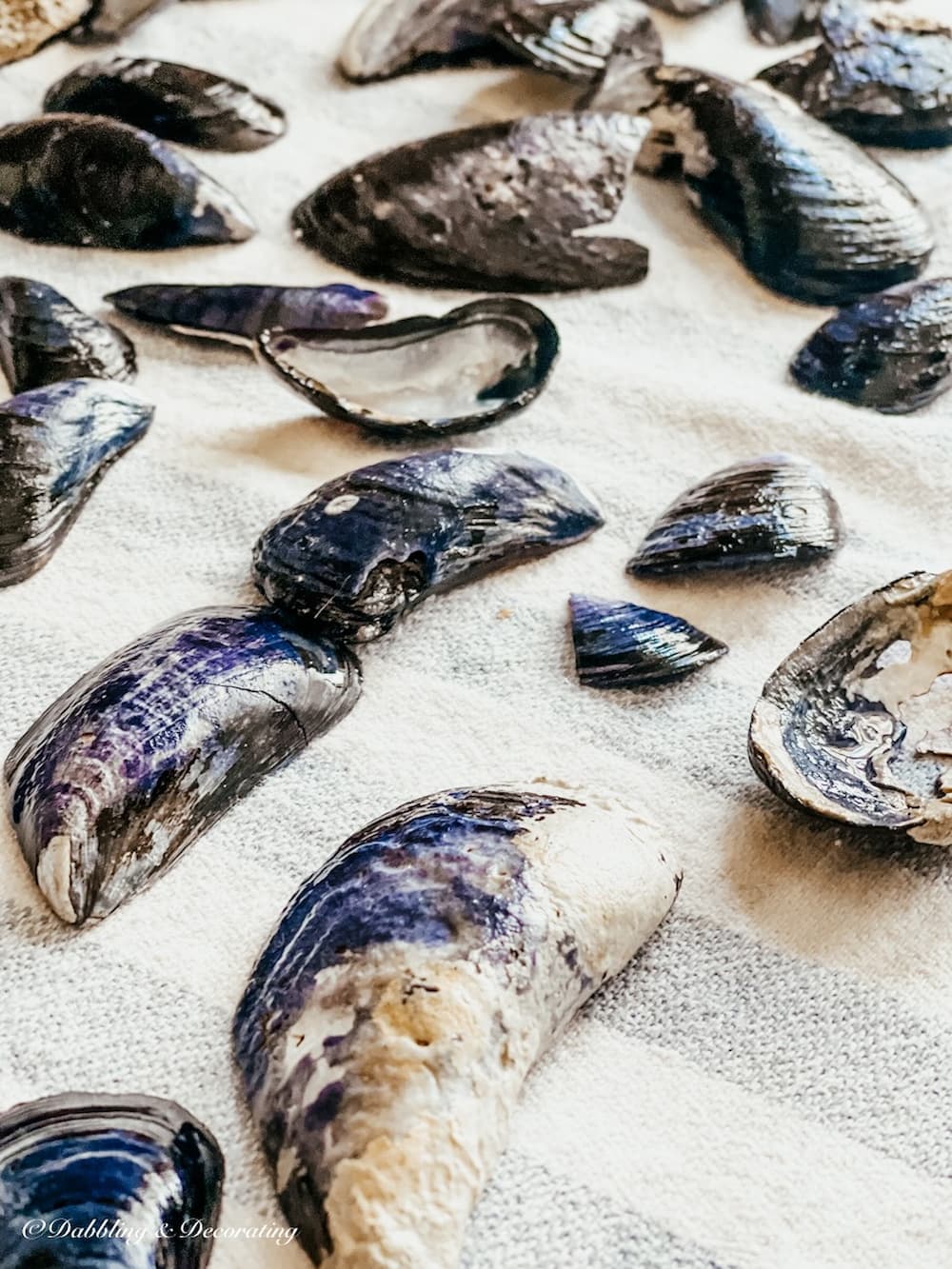 blue mussels drying on a towel.