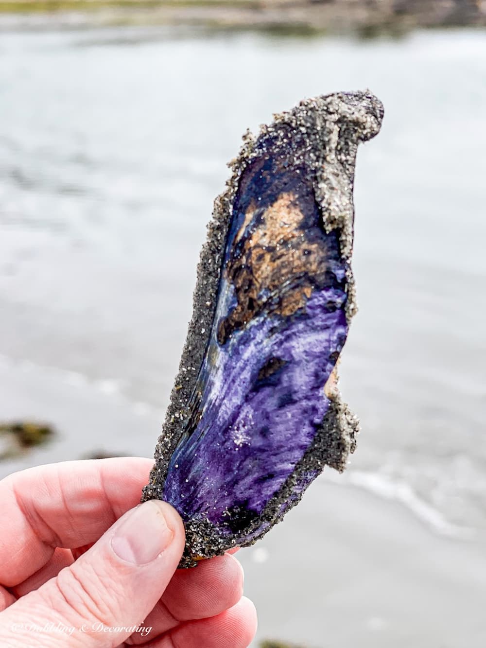 Blue Mussel in hand on the beach.