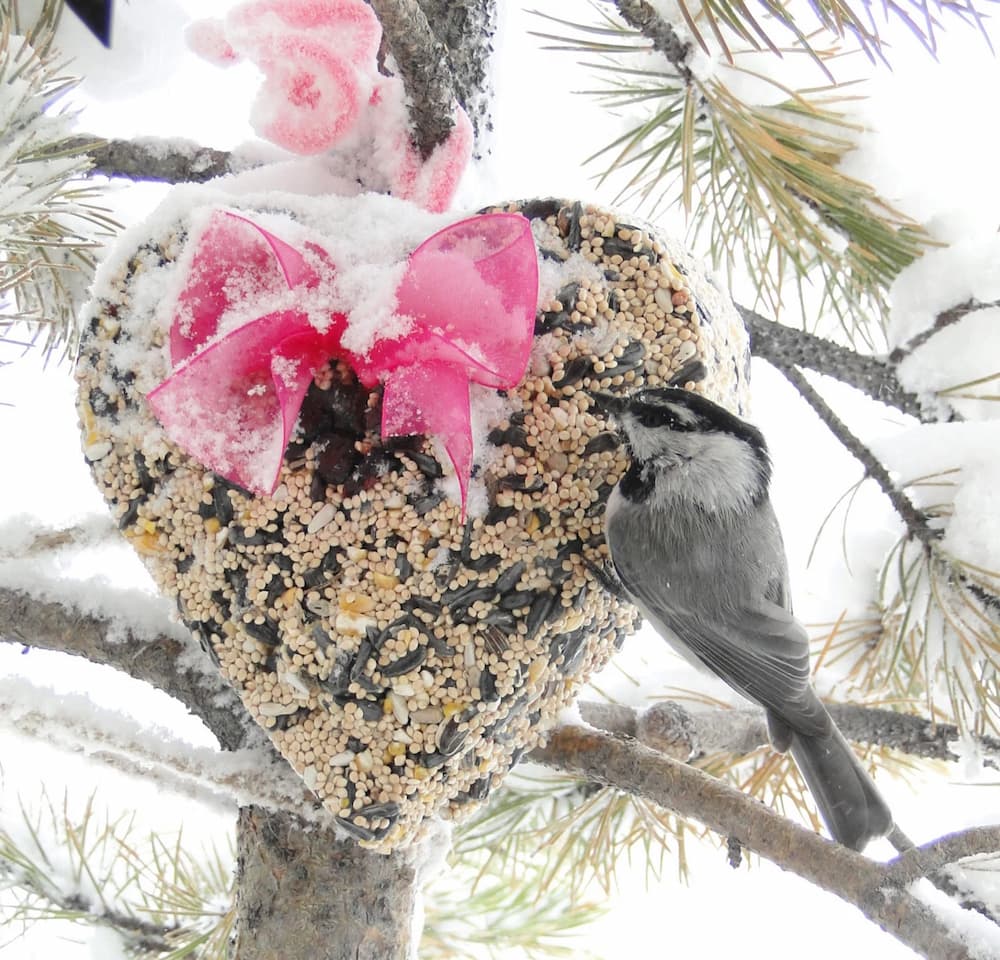 Bird on heart birdfeeder, housewarming gift idea.