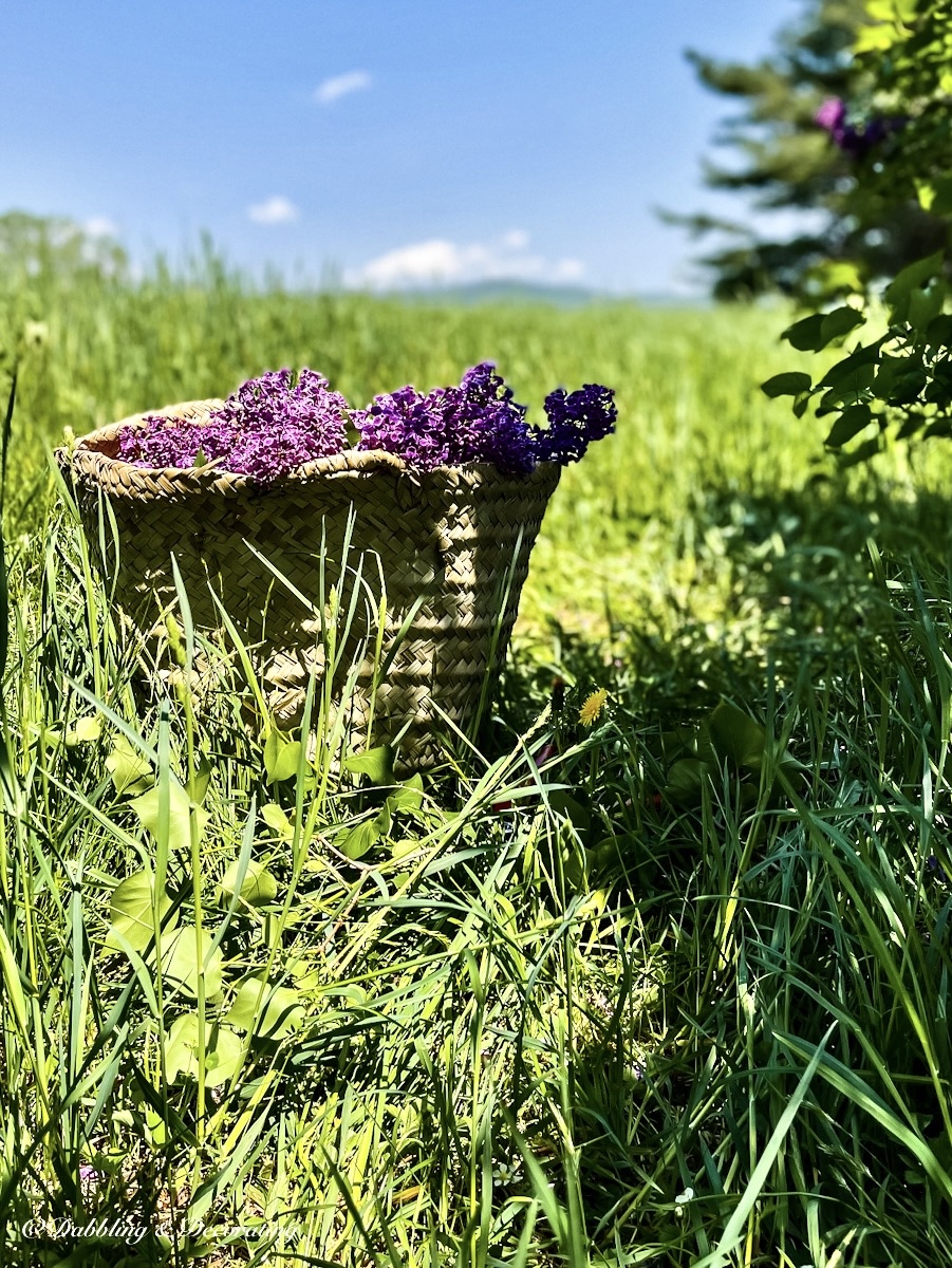 Basket of Lilacs