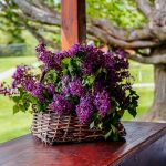 Bouquets of Lilacs