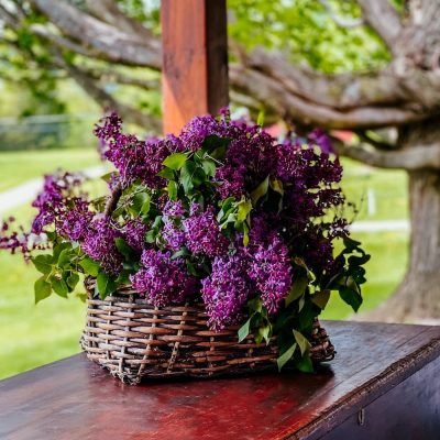 Bountiful Bouquets of Lilacs