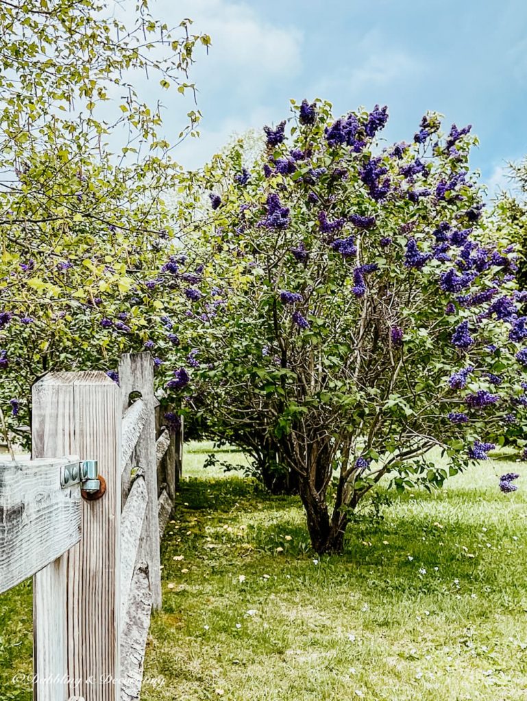 Lilac Tree and Fence
