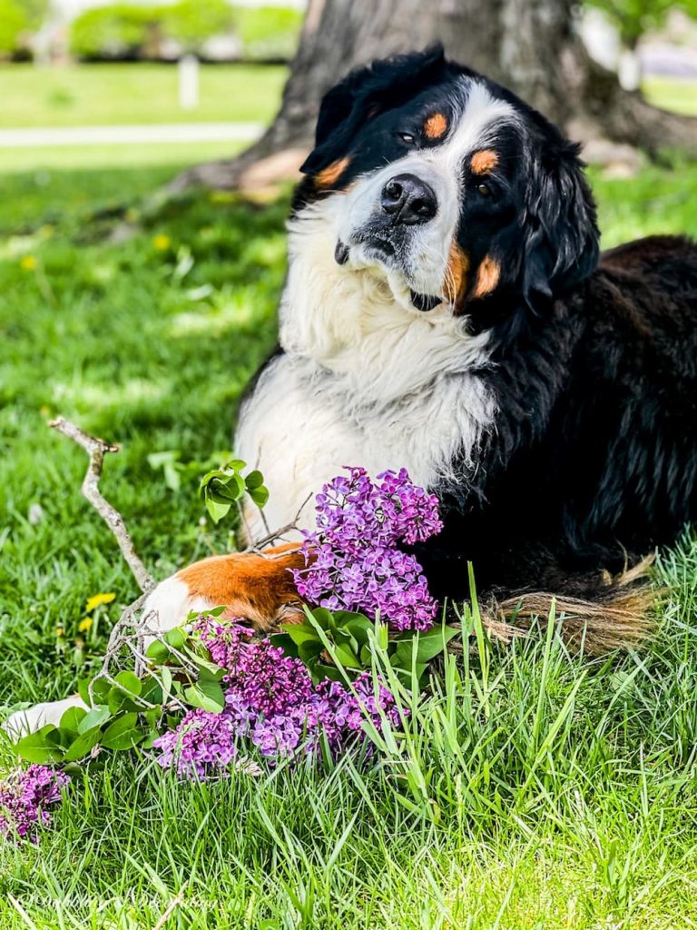 Bernese Mountain Dog with Flowers in Grass.