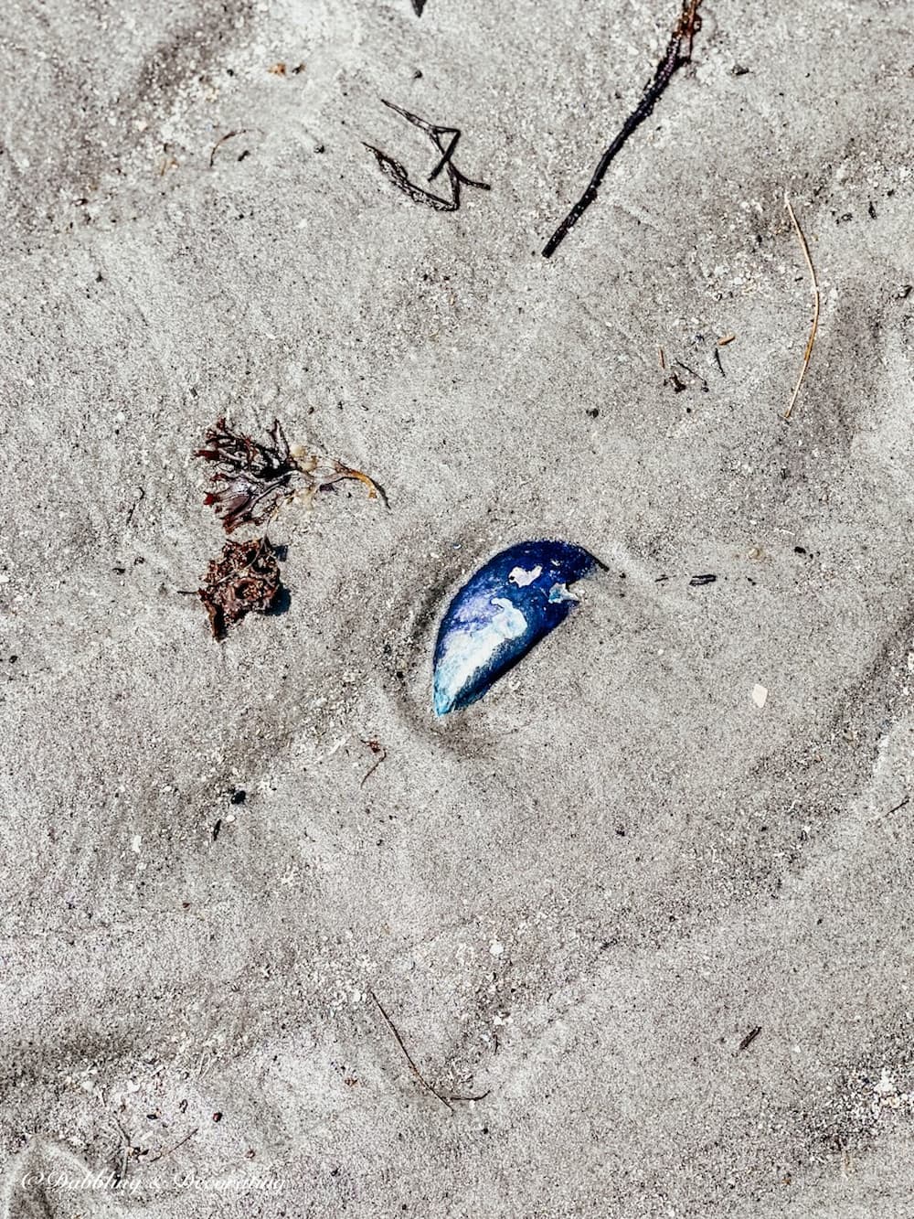 Blue Mussel in the Sand