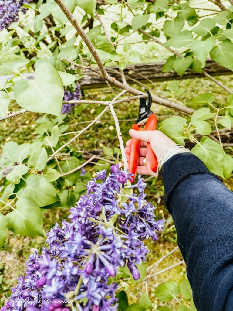 Red clippers cutting a lilac branch.