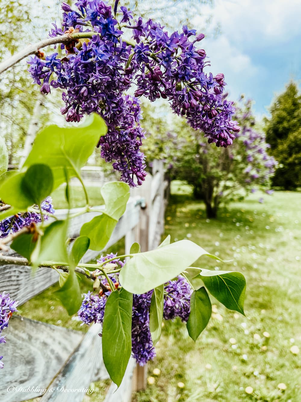 Lilacs hanging over fence