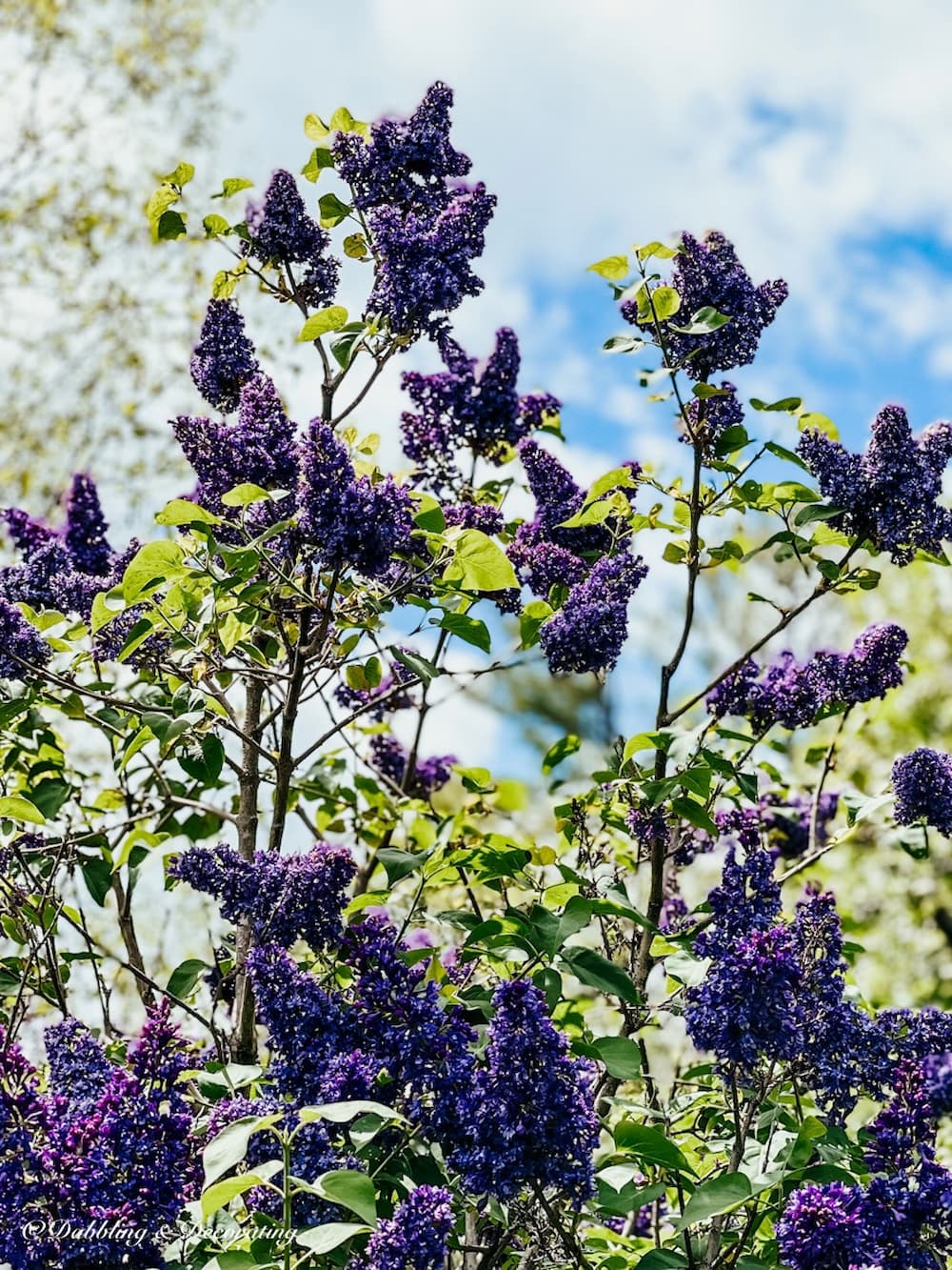 Lilac Bush