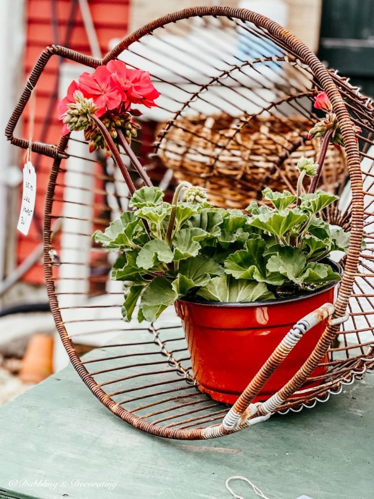 Rustic Basket with Geraniums.