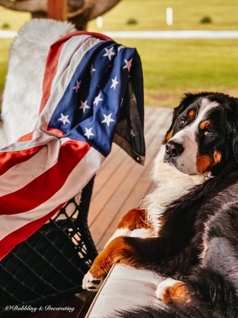 Bernese Mountain Dog sitting on porch chair with an American flag draped over a porch chair in summer Patriotic decor.