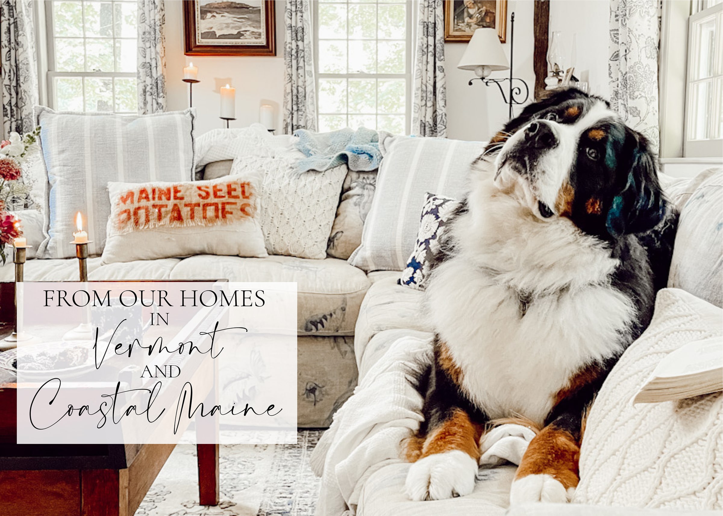 Bernese Mountain Dog in Cozy Vintage Styled Living Room