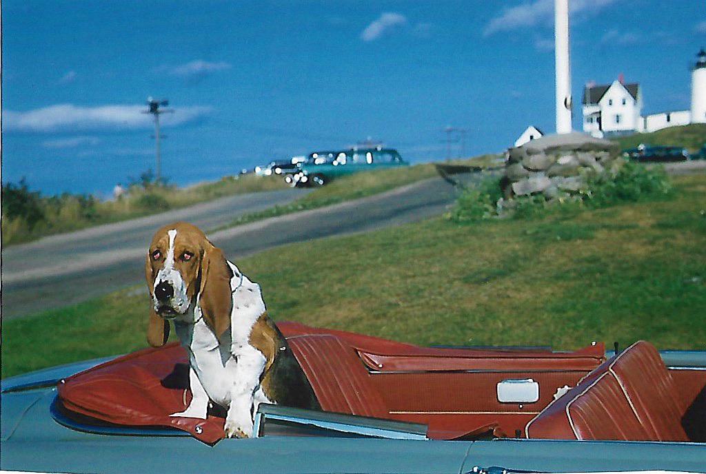 Basset Hound in Convertable