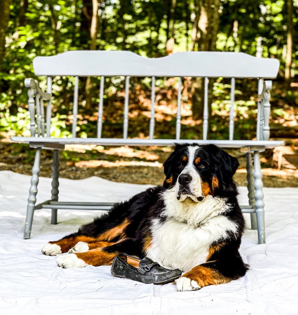 Bernese Mountain Dog