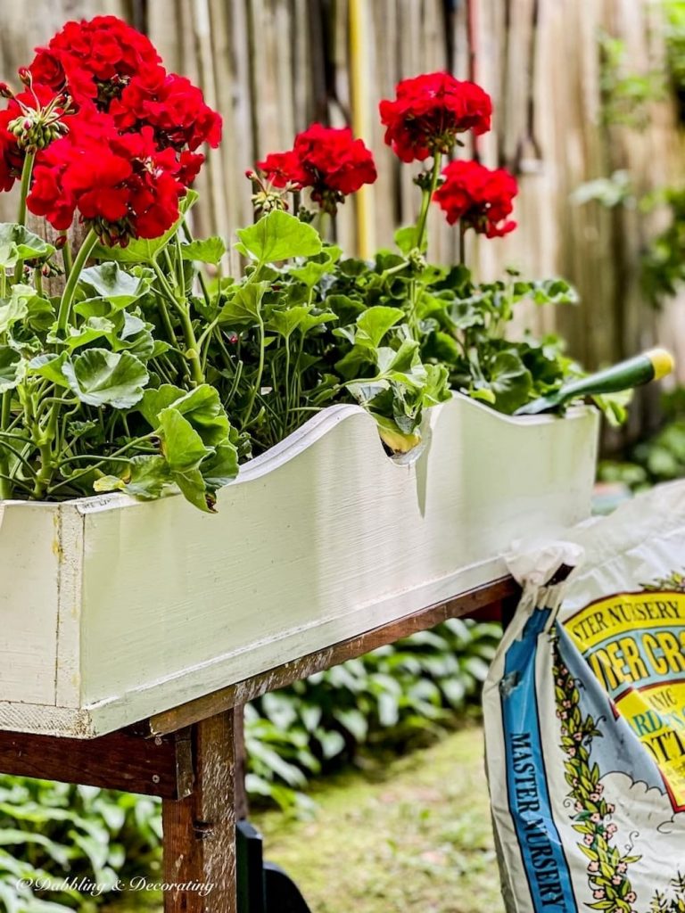 Red Geranium Time-Honored Window Flower Boxes