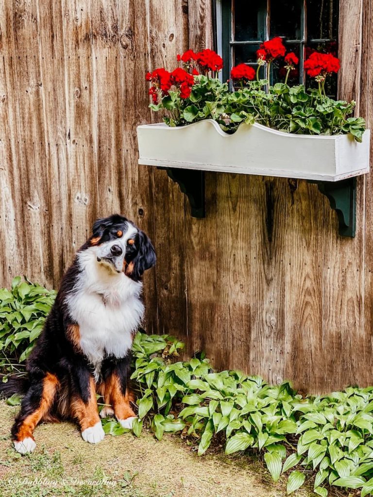 Dog with Window Boxes