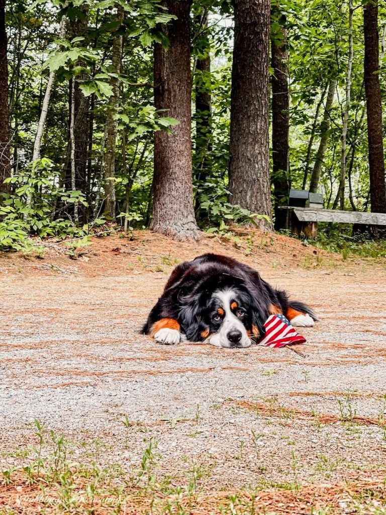 Bernese Mountain Dog with Flag