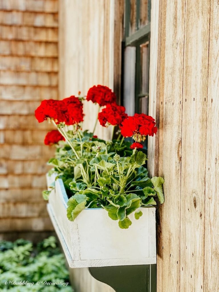 Red Geranium Time-Honored Window Flower Boxes