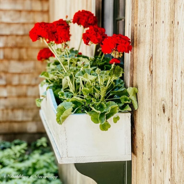 Red Geraniums Time-Honored Window Flower Boxes