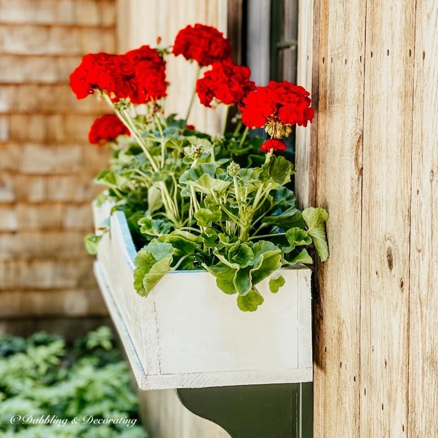 Red Geranium Time-Honored Window Flower Boxes