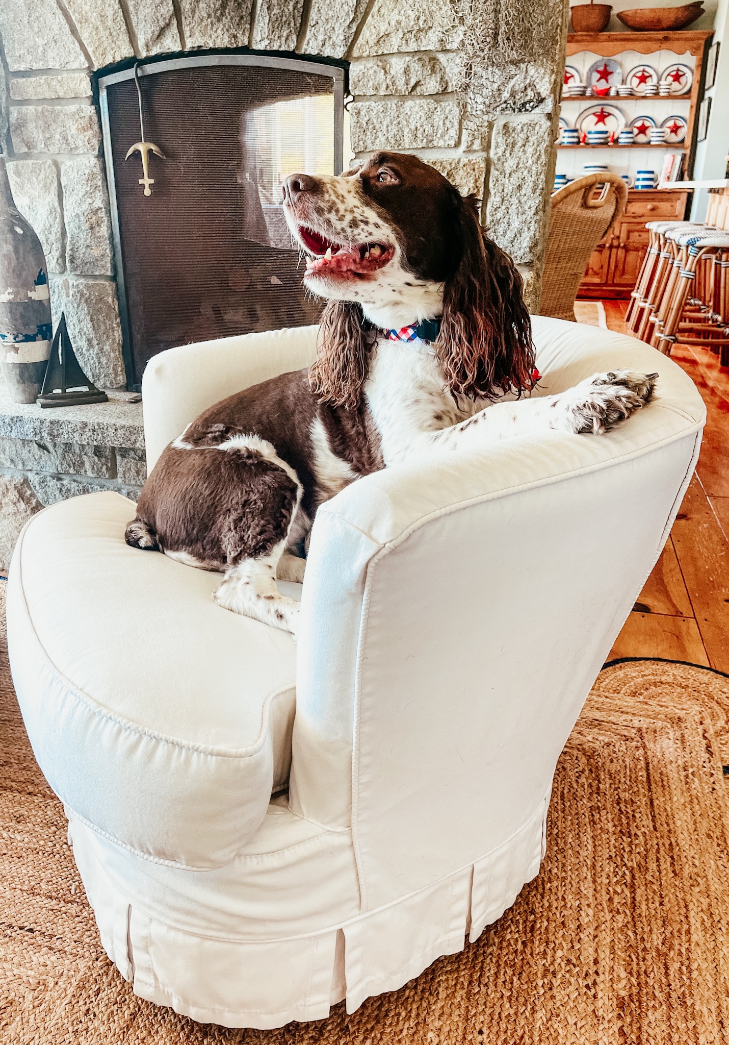 Spring Spaniel Dog on coastal White Chair