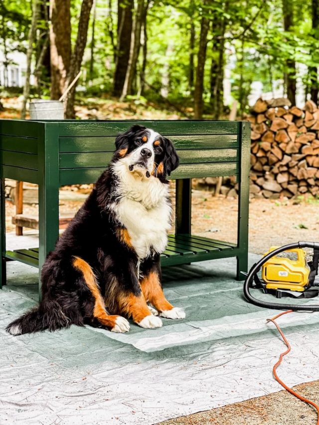 Paint Spraying Made Easy with Paint Zoom Dabbling & Decorating