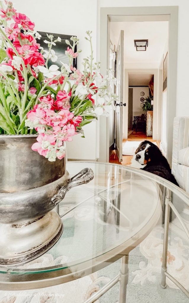 Flowers and Dog in sunroom