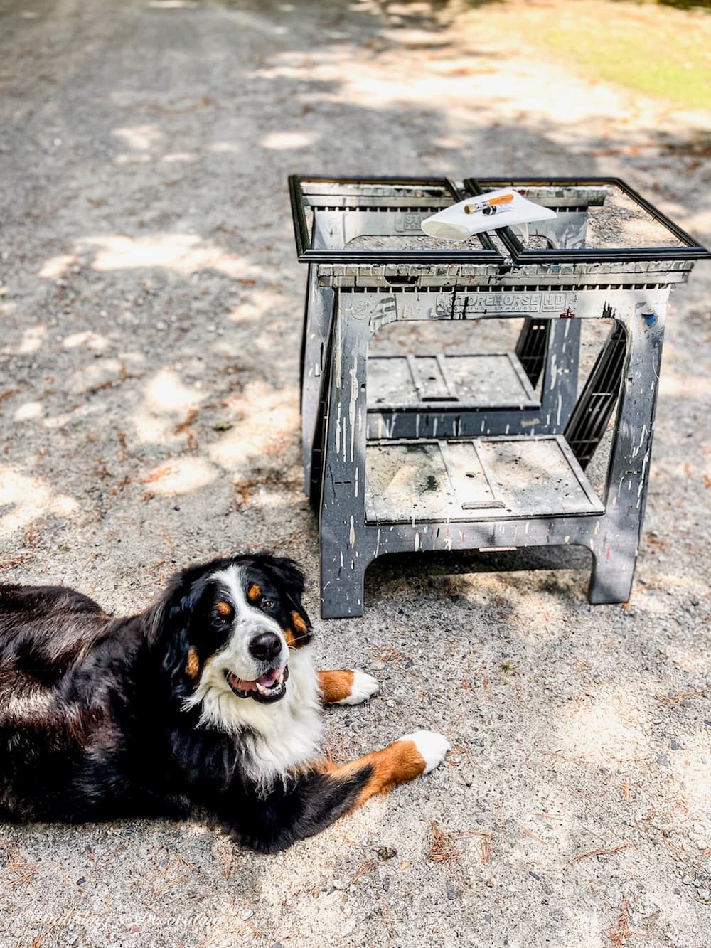 Dog with Saw Horses