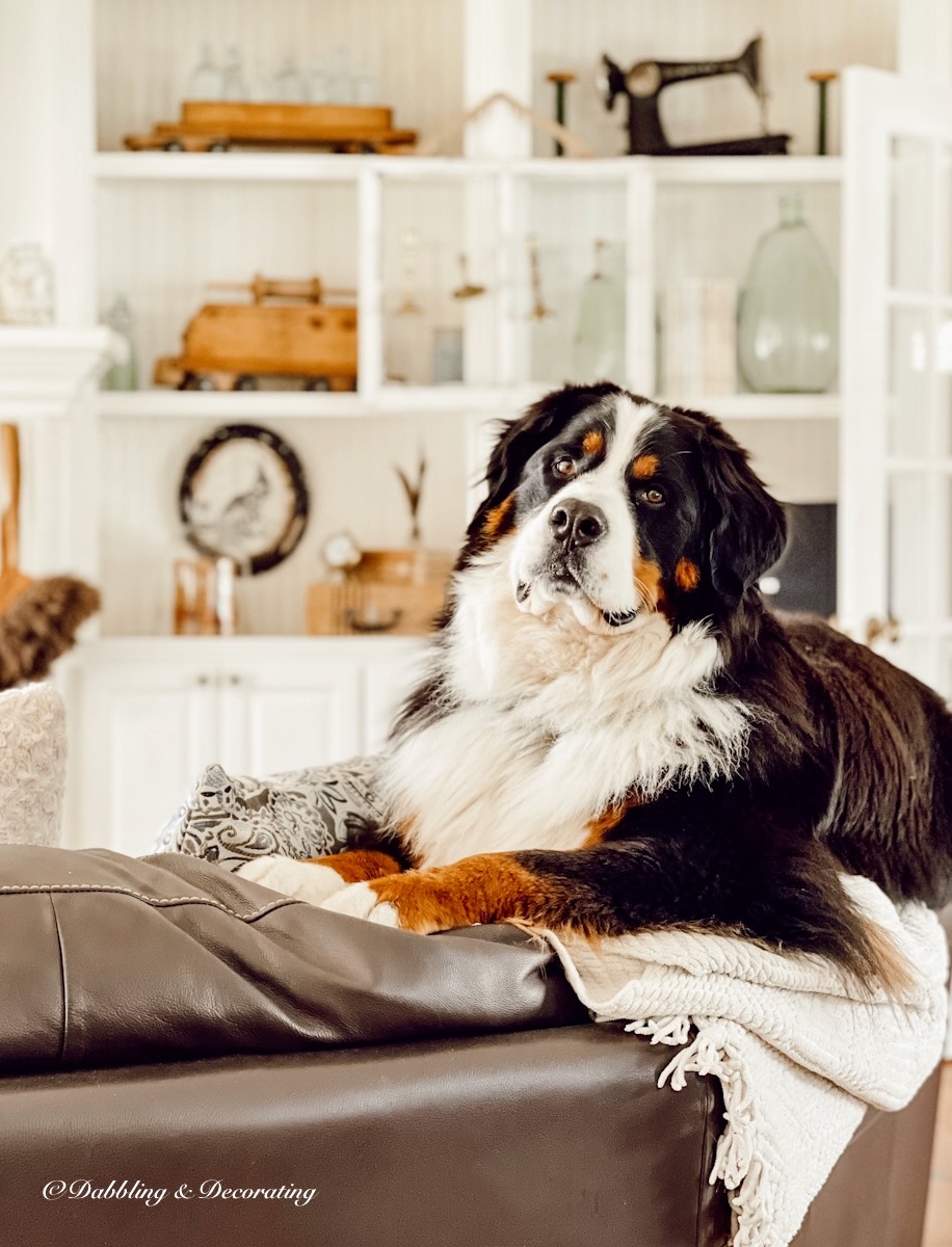 Bernese Mountain Dog