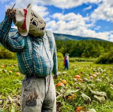 Tip your hat scarecrow