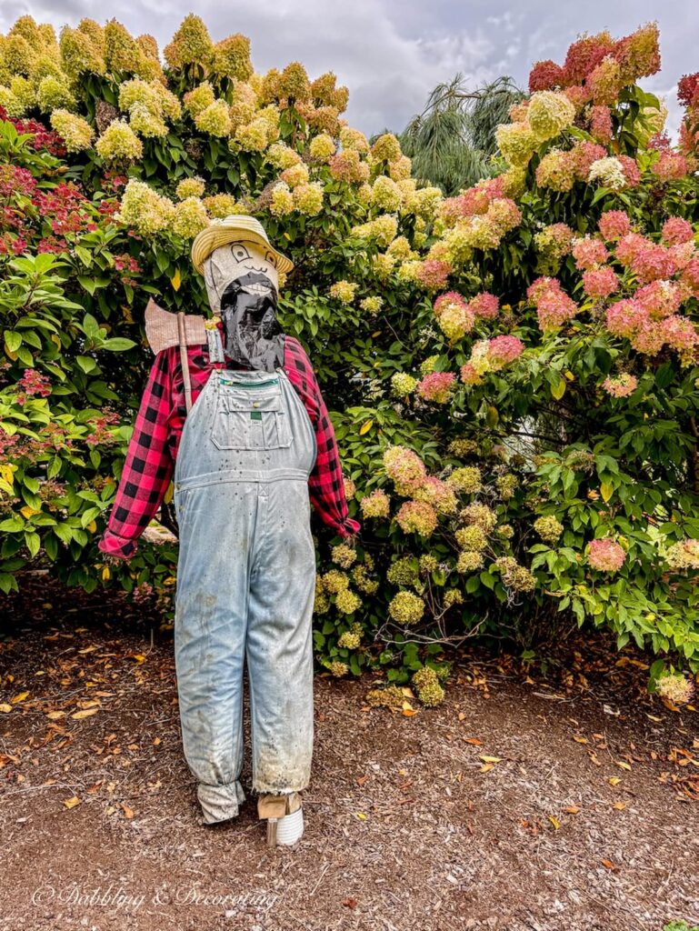Funny farmer scarecrow with a garbage bag beard in overalls and plaid shirt next to pink fall hydrangeas.
