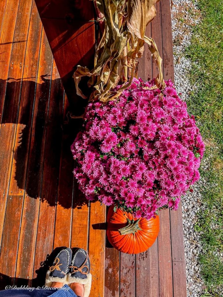 Purple mums in planter with pumpkin and corn stalks on porch.