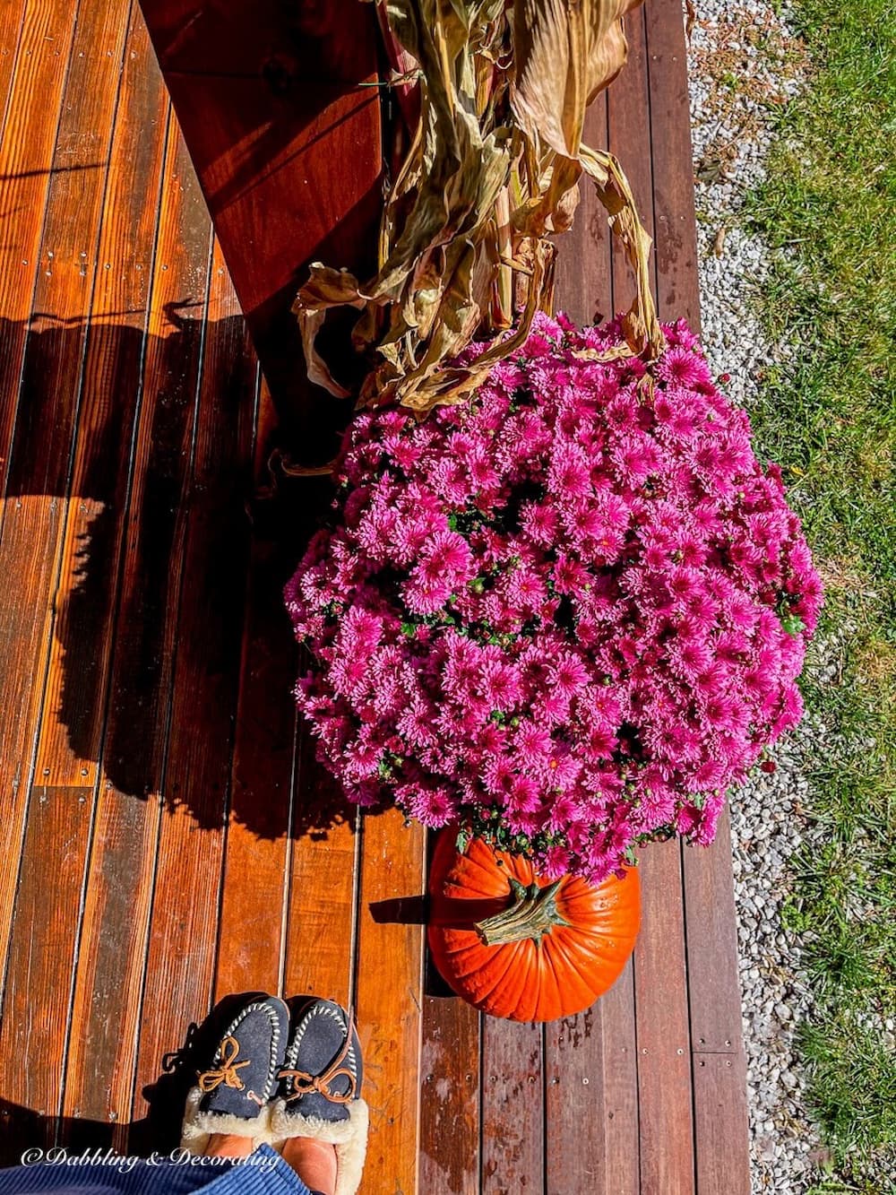 Purple Asters