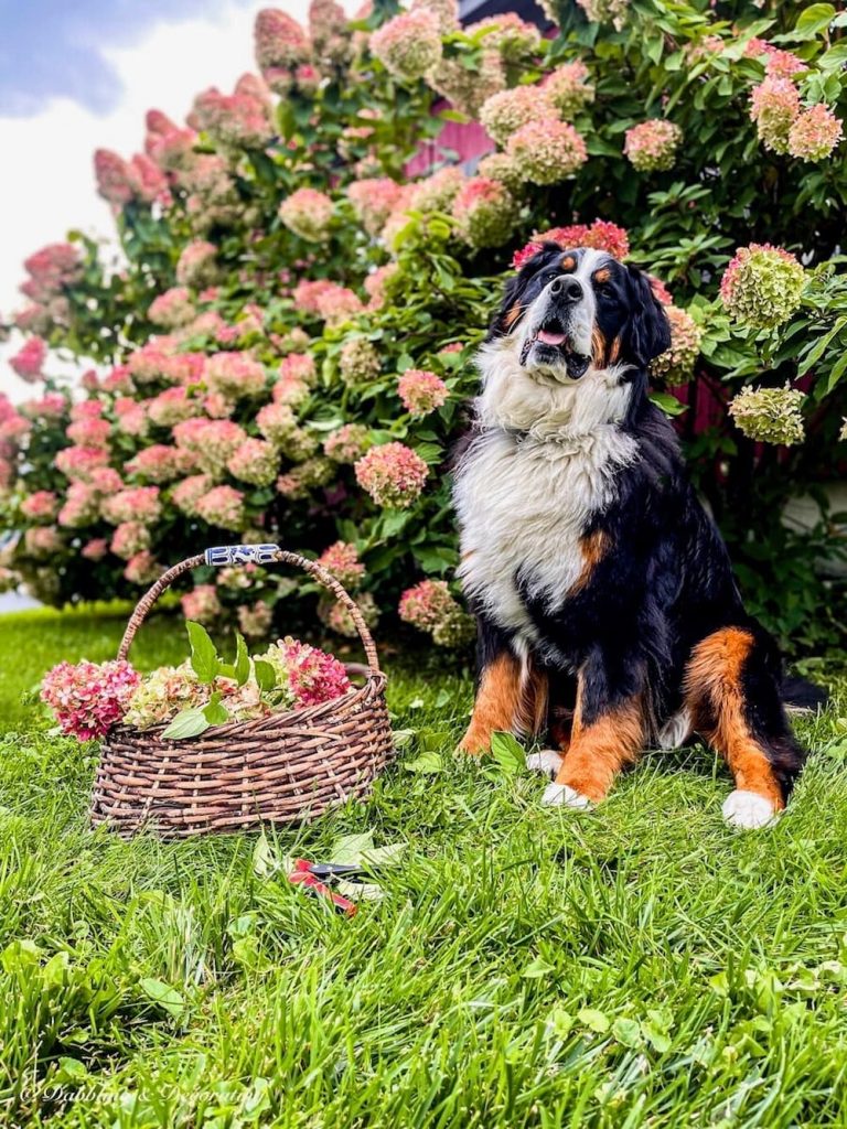 Dog and Hydrangeas