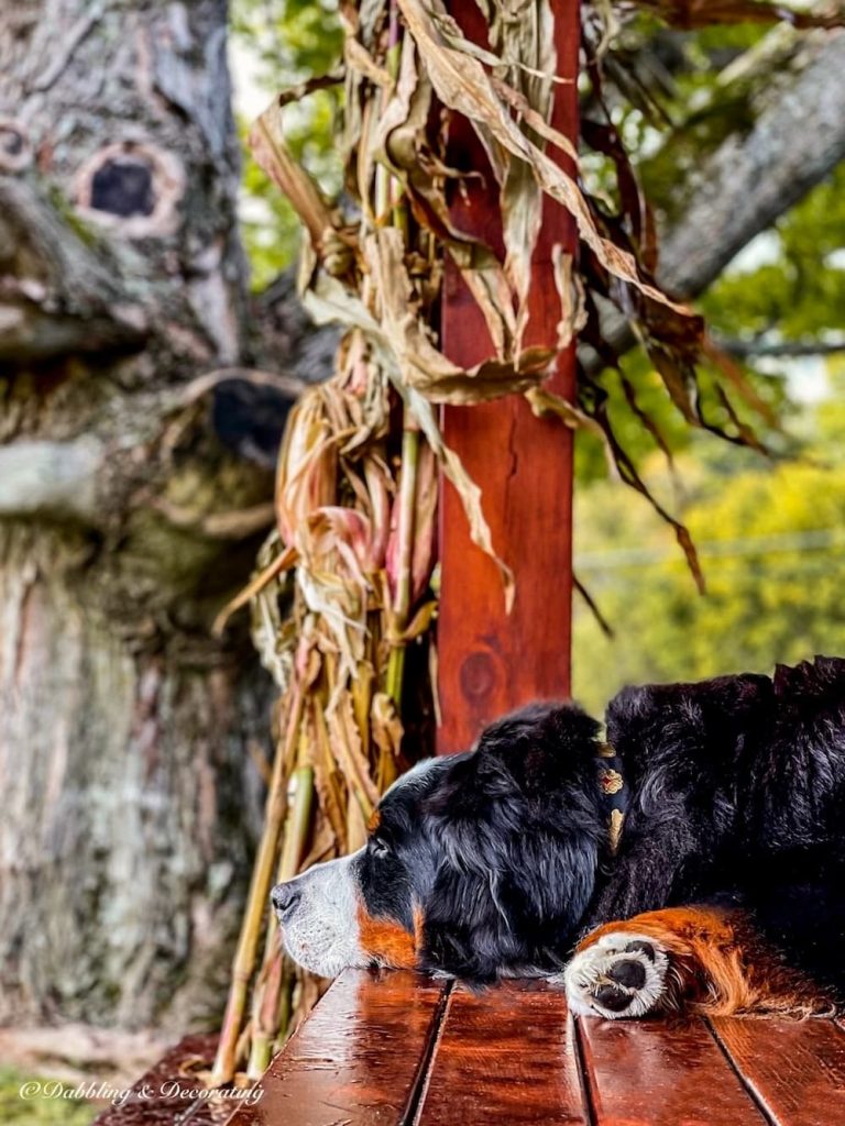 Dog with Cornstalk