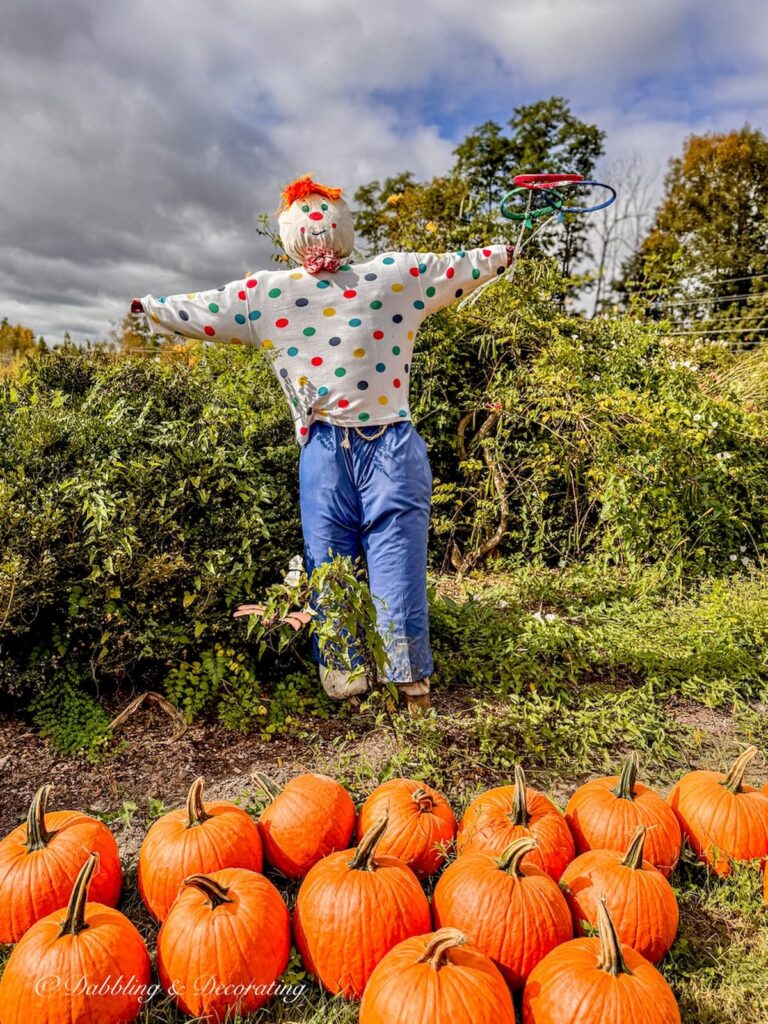 The funny scarecrow dressed as a circus clown in pumpkin patch.