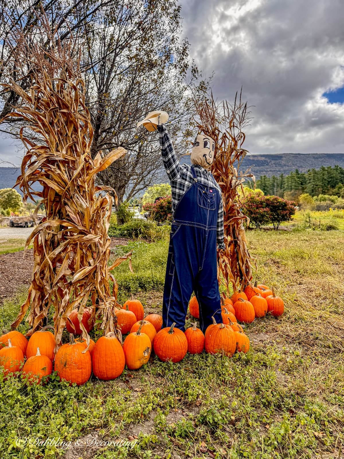 Waving scarecrow in pumpkin patch with overalls and flannel shirt.