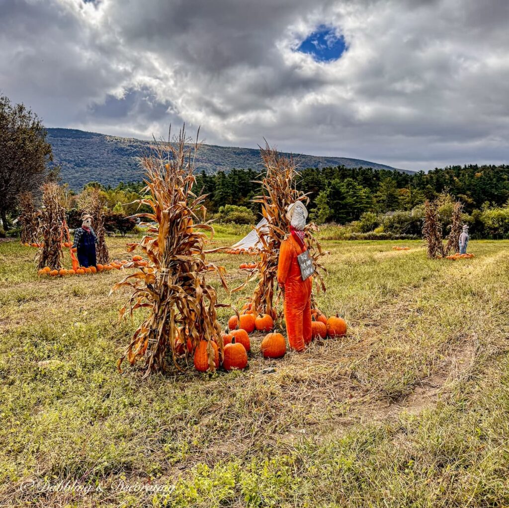 Funny scarecrow ideas in large Vermont field.